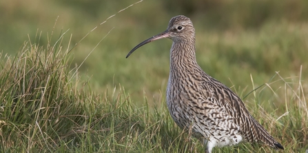 curlew