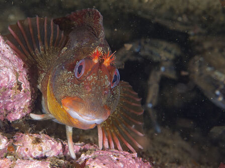 Meet the tompot blenny - ‘The small fish with a big personality ...