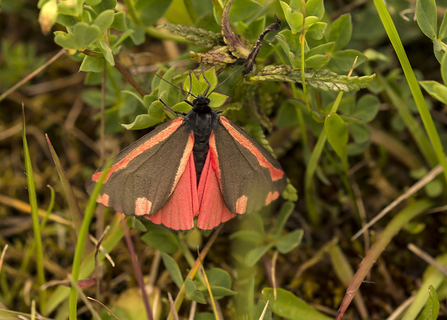 Cinnabar moth