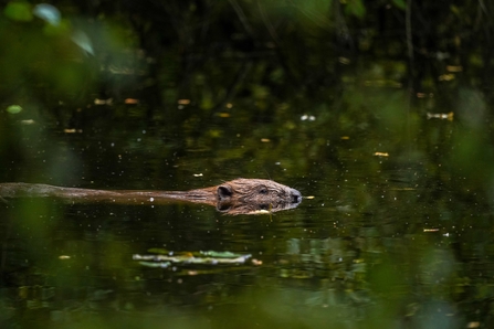 Male beaver at Hatchmere
