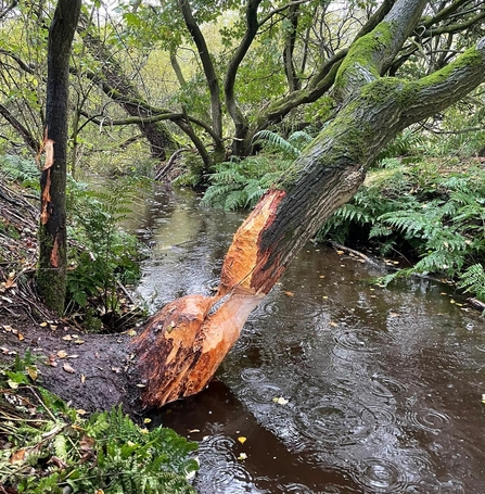 beaver tree