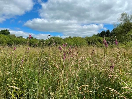 Hatchmere meadow