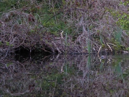 beaver lodge