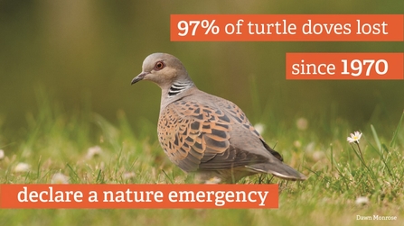 turtle dove infographic