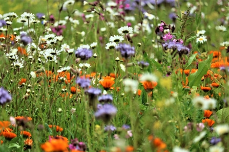 Wildflower meadow