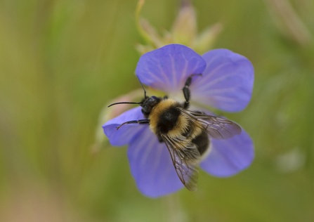 bee forget me not