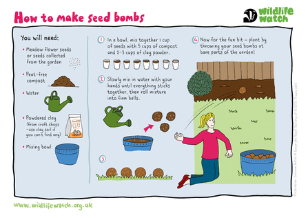 Seed bomb