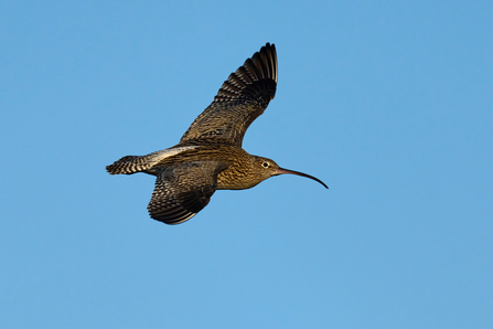 Curlew