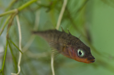 Three-spined Stickleback