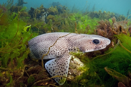 Small-spotted catshark