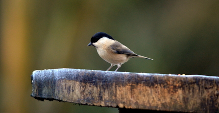 Willow Tit