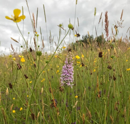 macclesfield meadow