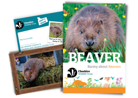 beaver digital pack