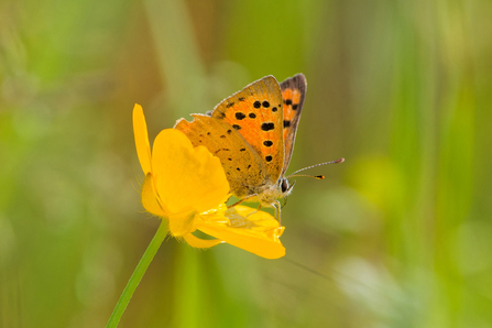 Tortoiseshell Butterfly 