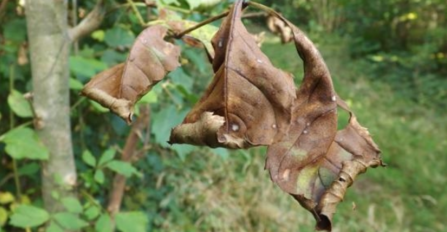 Ash dieback