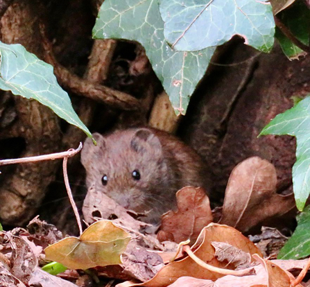 A vole hiding in the leaves and ivy.