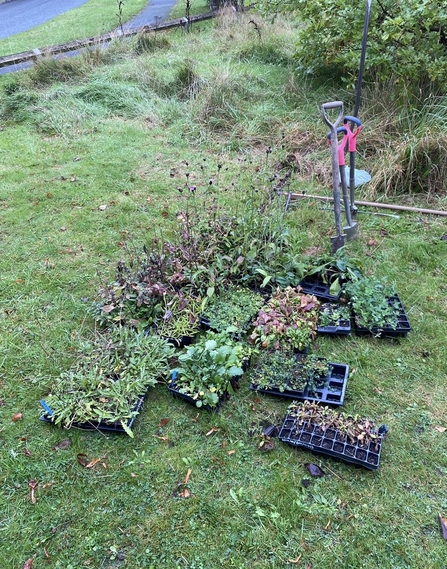 Plug plants