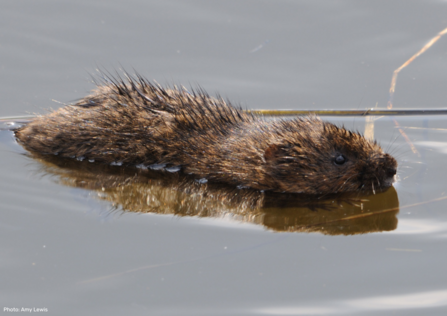 Water vole