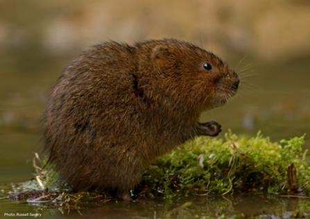 Water vole