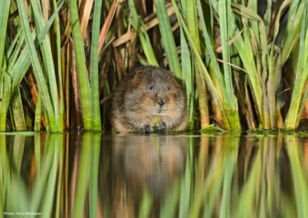 Water vole