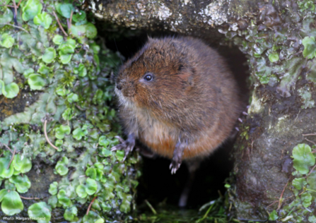Water vole