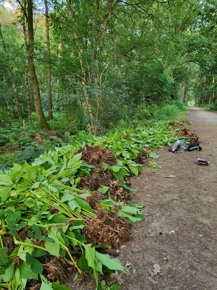Himalayan balsam plants lay uprooted by the side of a path in a woodland after a busy day balsam bashing to remove invasive species