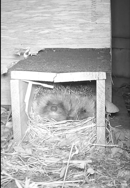 2 hedgehogs cuddle in a hedgehog house looking out from the entrance