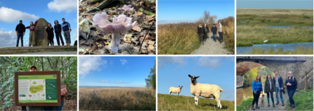 big wild walk
