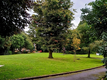 Trees in the park, the perfect spot for a picnic in the summer time.
