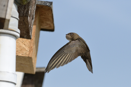 A swift returning to it's nest box with a throat full of insects to feed it's young