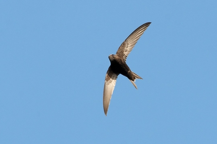 Swift in flight