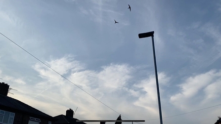 Two swifts fly high in the sky over houses in Warrington