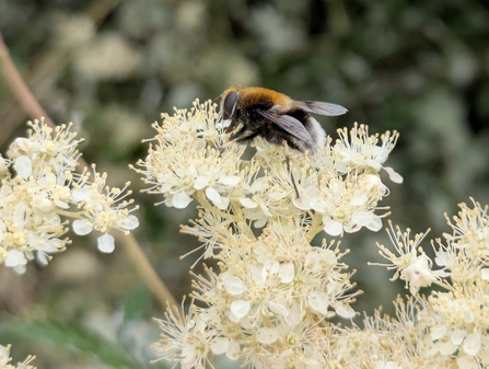 Bee on a white flower