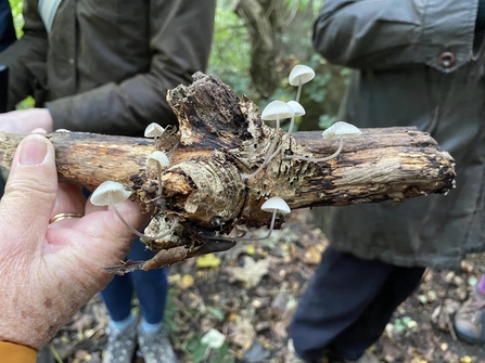 Photo of small white fungi growing out of a log, spotted on a guided fungi walk.