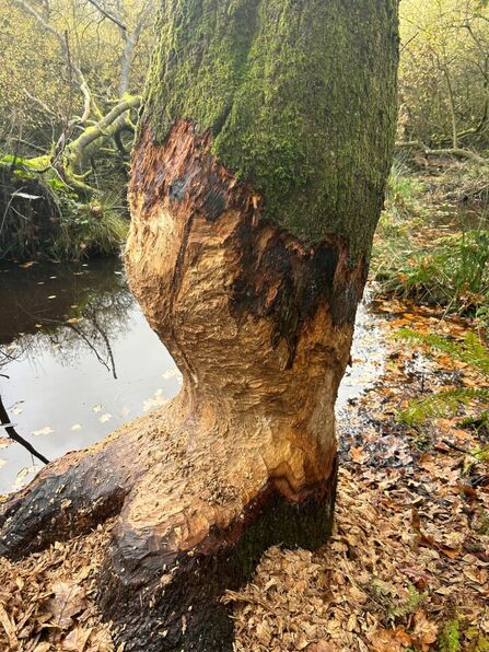 Gnawed tree from Hatchmere beaver enclosure.