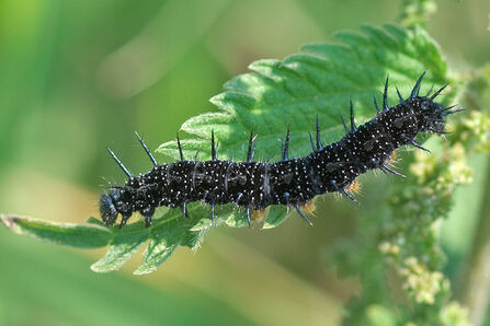 Peacock Larva/Black catapillar with tiny white dots on a leaf