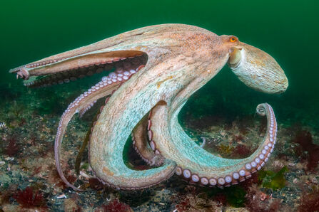 A large octopus underwater, displaying its extended arms with visible suction cups. The octopus has a mottled brown and pale blue coloration and is positioned on a rocky seabed with patches of seaweed.