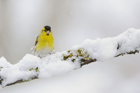 A male siskin perched on a snow covered branch