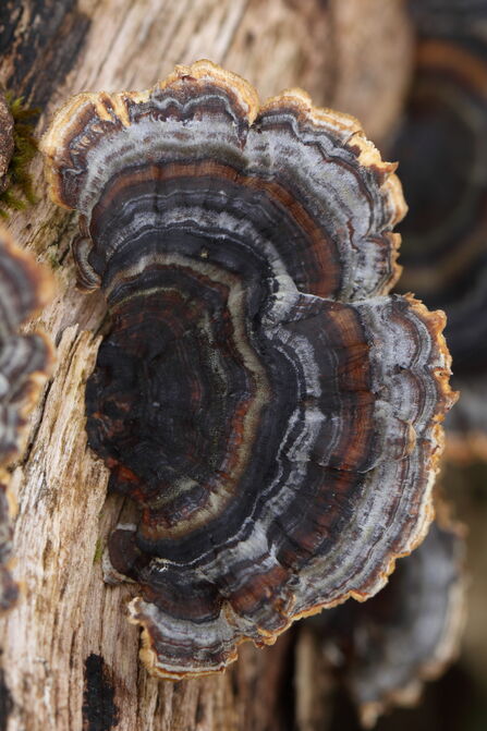 Turkeytail fungus growing on a branch, creating a disc of concenric rings of various shades of blue, brown and red
