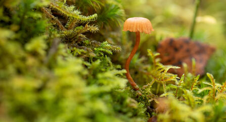 A pale orange mushroom, with a short cap draped across a slender, curving stalk, pokes up from a carpet of lush green mosses in a UK rainforest