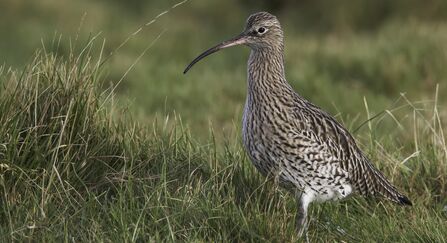 Curlew