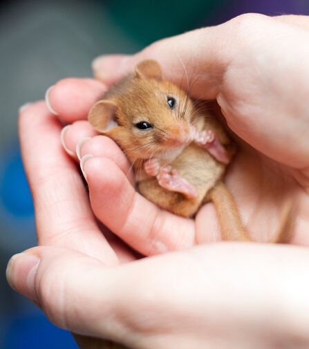 Dormouse in hands