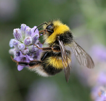 A white-tailed bumblebee on lavender