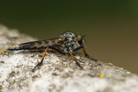 A common awl robberfly resting on the silvery-white bark of a fallen tree. It's a large, sleek grey fly with orange stripes on its dark legs