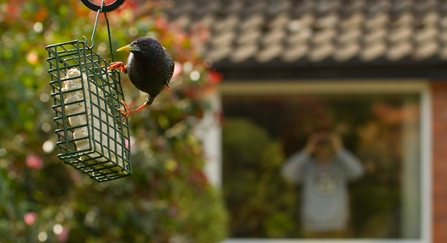 bird feeders