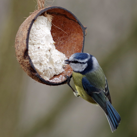 bird feeder coconut