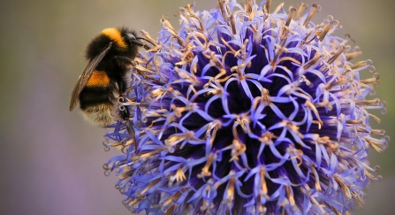 Buff-tailed bumblebee