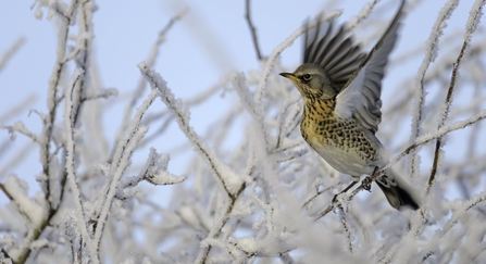 Fieldfare 