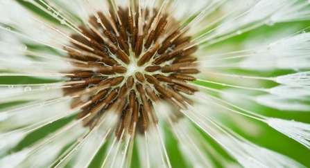 dandelion seeds