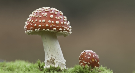 Fly Agaric